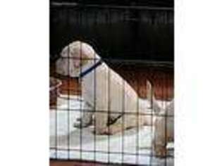 Labrador Retriever Puppy for sale in Covington, VA, USA
