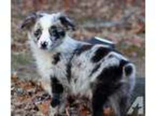 Miniature Australian Shepherd Puppy for sale in TAUNTON, MA, USA