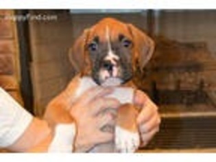 Boxer Puppy for sale in Cartersville, GA, USA