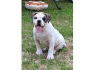 American Bulldog Puppy for sale in Duncanville, TX, USA