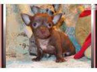 Chihuahua Puppy for sale in Tallahassee, FL, USA