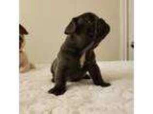 French Bulldog Puppy for sale in Menifee, CA, USA