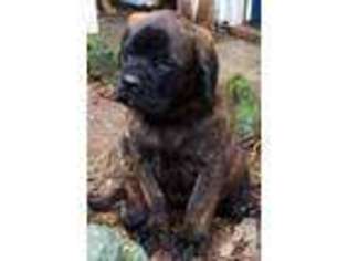 Mastiff Puppy for sale in EVERETT, WA, USA