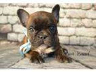 French Bulldog Puppy for sale in Revere, MO, USA