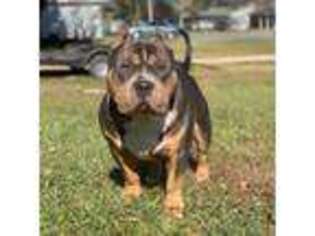 Mutt Puppy for sale in Pass Christian, MS, USA
