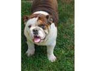 Bulldog Puppy for sale in Derby, NY, USA