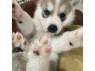 Siberian Husky Puppy for sale in Newark, NJ, USA