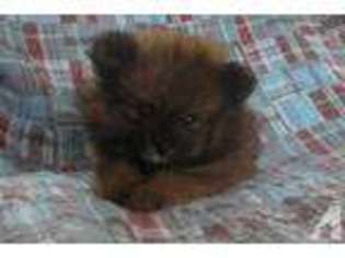 Pomeranian Puppy for sale in MASONVILLE, NY, USA