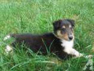 Collie Puppy for sale in WASHINGTON, DC, USA