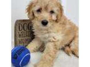 Goldendoodle Puppy for sale in Selma, NC, USA