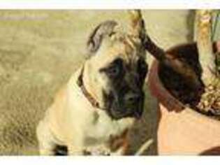 Cane Corso Puppy for sale in Rancho Cucamonga, CA, USA