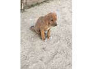 Rhodesian Ridgeback Puppy for sale in Morongo Valley, CA, USA