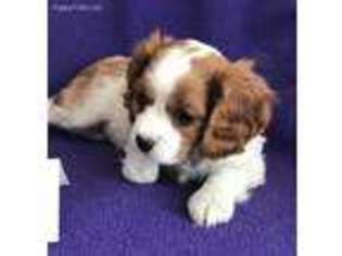Cavalier King Charles Spaniel Puppy for sale in Shevlin, MN, USA