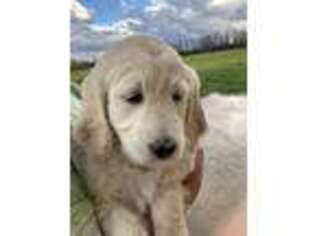 Goldendoodle Puppy for sale in Oconto, WI, USA