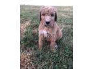 Goldendoodle Puppy for sale in Reading, PA, USA
