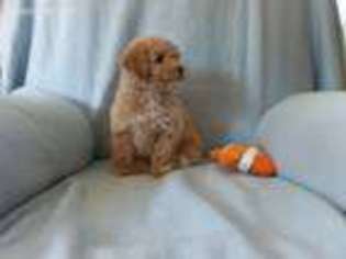 Cavapoo Puppy for sale in Falmouth, MI, USA