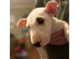 Bull Terrier Puppy for sale in Jackson, KY, USA