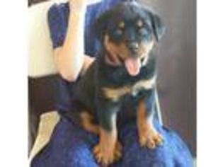 Rottweiler Puppy for sale in Marble Falls, AR, USA
