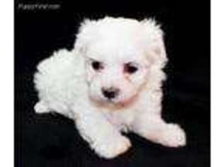 Maltese Puppy for sale in Glen Rose, TX, USA