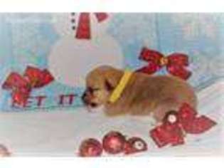 Pembroke Welsh Corgi Puppy for sale in Farmersville, TX, USA