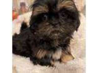 Mutt Puppy for sale in Bloomville, OH, USA