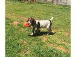 German Wirehaired Pointer Puppy for sale in Cherryville, NC, USA