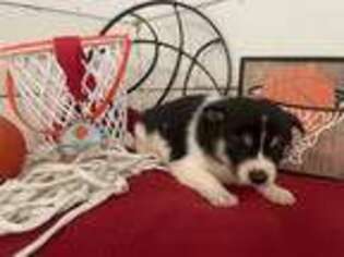 Shiba Inu Puppy for sale in Dora, MO, USA