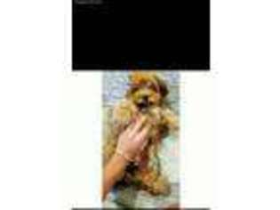 Yorkshire Terrier Puppy for sale in Detroit, MI, USA
