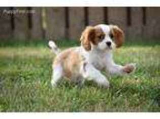 Cavalier King Charles Spaniel Puppy for sale in Wharton, NJ, USA