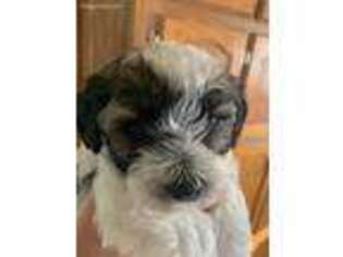 Havanese Puppy for sale in Billings, MT, USA