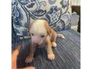 Chinese Crested Puppy for sale in Clinton, NC, USA