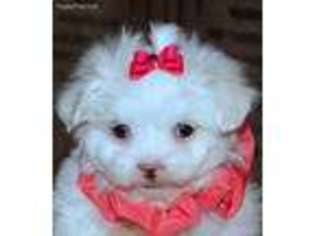 Maltese Puppy for sale in Willow Springs, MO, USA