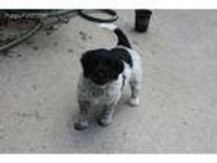 Portuguese Water Dog Puppy for sale in Calhoun, GA, USA