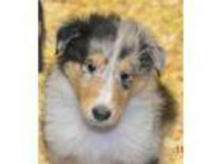 Collie Puppy for sale in Sherrard, IL, USA