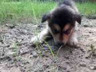 Alaskan Malamute Puppy for sale in Gainesville, GA, USA