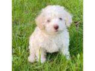 Schnoodle (Standard) Puppy for sale in Portland, OR, USA