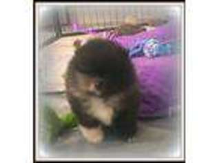 Pomeranian Puppy for sale in Royston, GA, USA