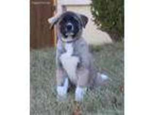 Akita Puppy for sale in Overland Park, KS, USA