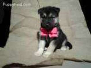 Mutt Puppy for sale in Mill Creek, PA, USA