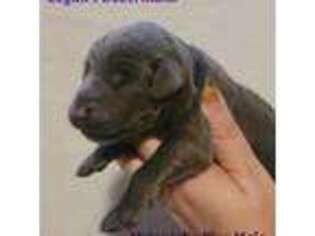 Doberman Pinscher Puppy for sale in Mount Sterling, KY, USA