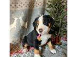 Greater Swiss Mountain Dog Puppy for sale in Chester, IL, USA