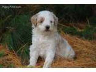 Goldendoodle Puppy for sale in Cypress, TX, USA