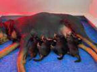 Rottweiler Puppy for sale in Normal, IL, USA