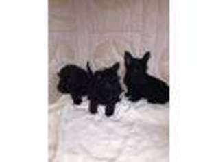 Scottish Terrier Puppy for sale in Godwin, NC, USA