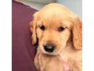 Golden Retriever Puppy for sale in Zion, IL, USA