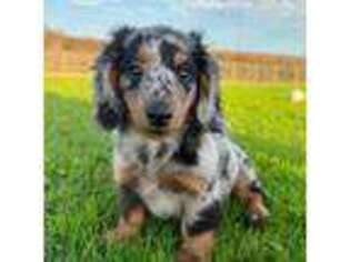 Dachshund Puppy for sale in San Clemente, CA, USA