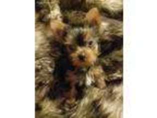 Yorkshire Terrier Puppy for sale in Allenwood, PA, USA