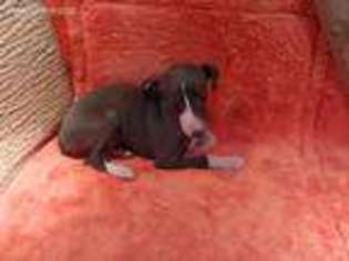 Italian Greyhound Puppy for sale in Coolville, OH, USA