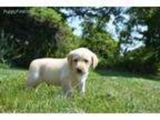 Labrador Retriever Puppy for sale in Huntington, IN, USA