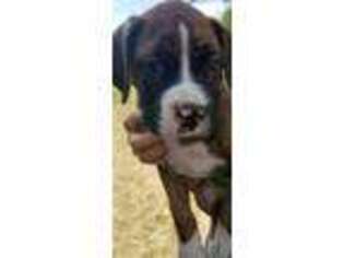 Boxer Puppy for sale in Jackson, MI, USA